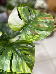 Monstera with 18 leaves