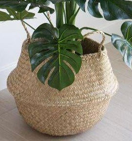 Monstera with Cane planter