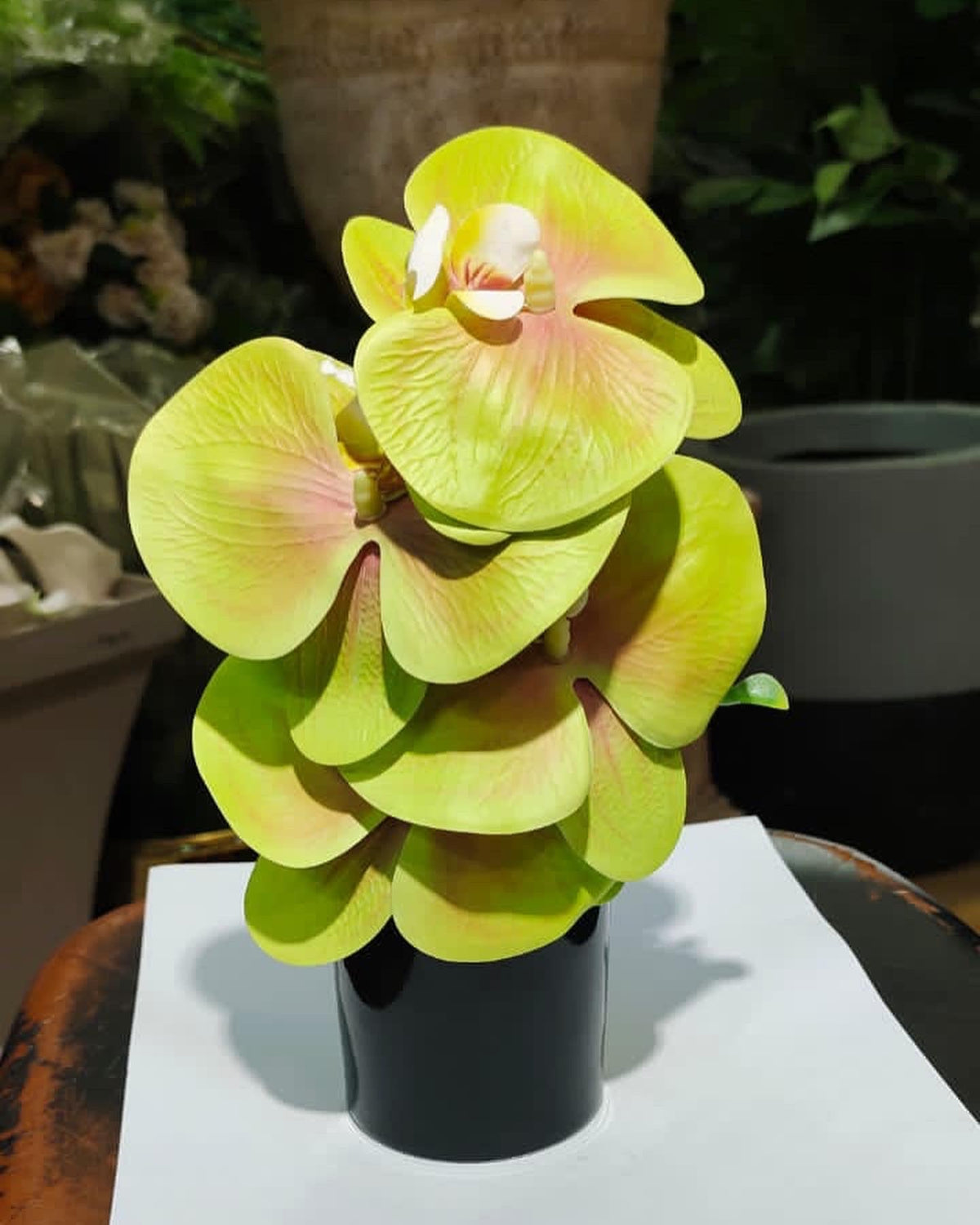 Mini orchids plant 