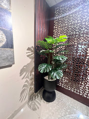 Monstera Plant with Planter
