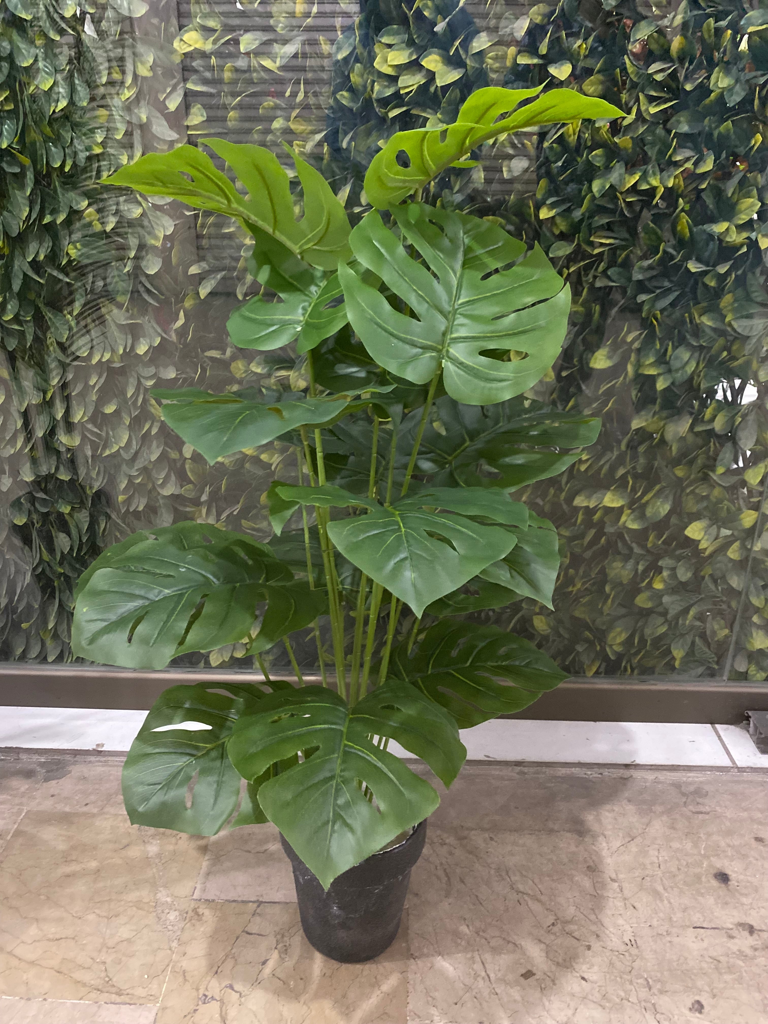 Monstera with 18 leaves