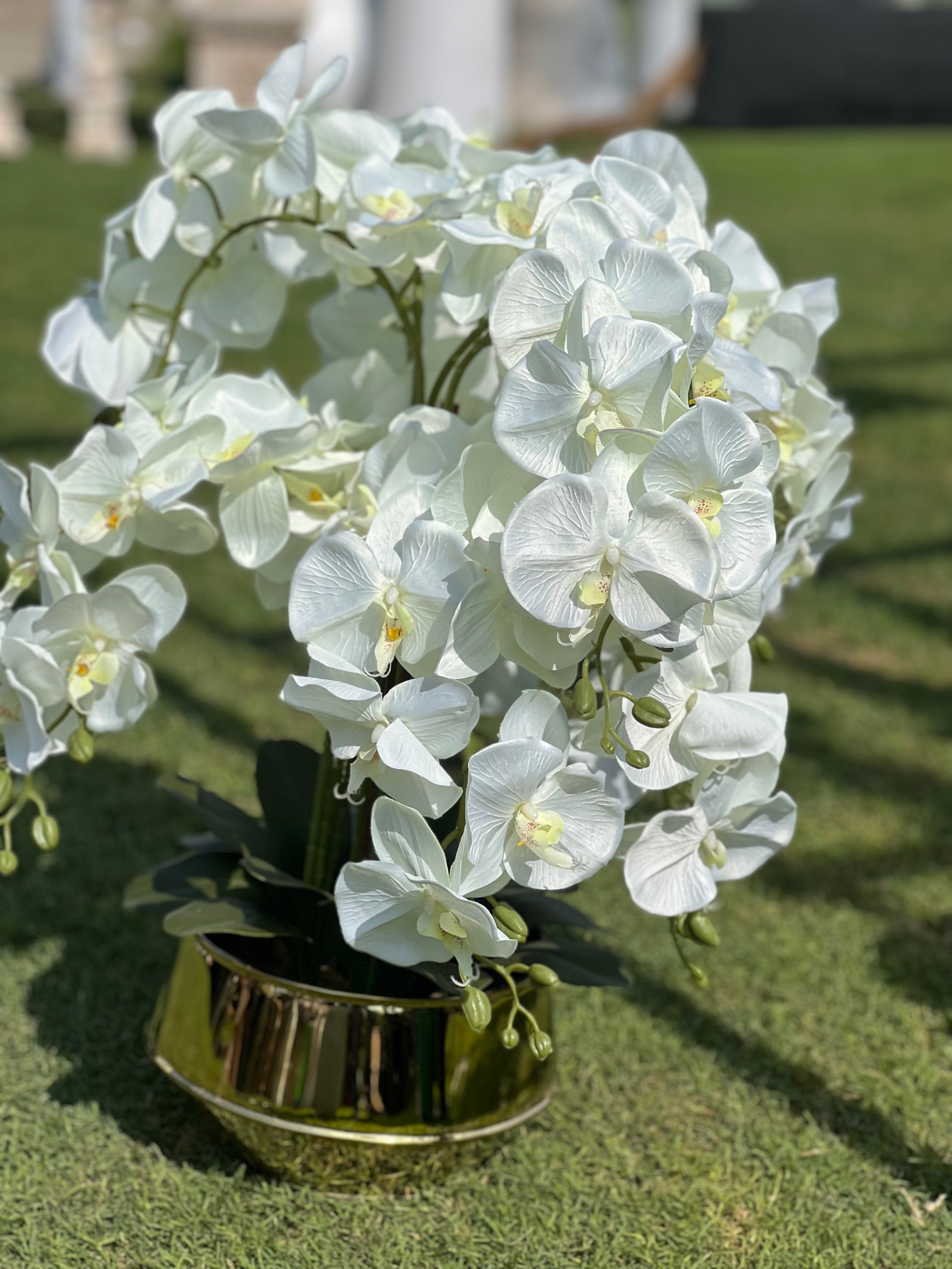 Silky Orchids with gold Ss pot