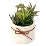 Cactus Plant DU594