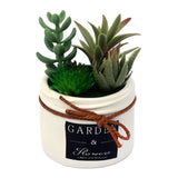 Cactus Plant DU597