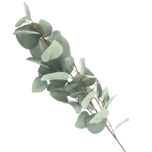 Eucalyptus..WB-JY2302