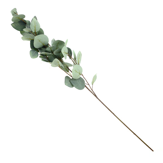 Eucalyptus..WB-JY2302