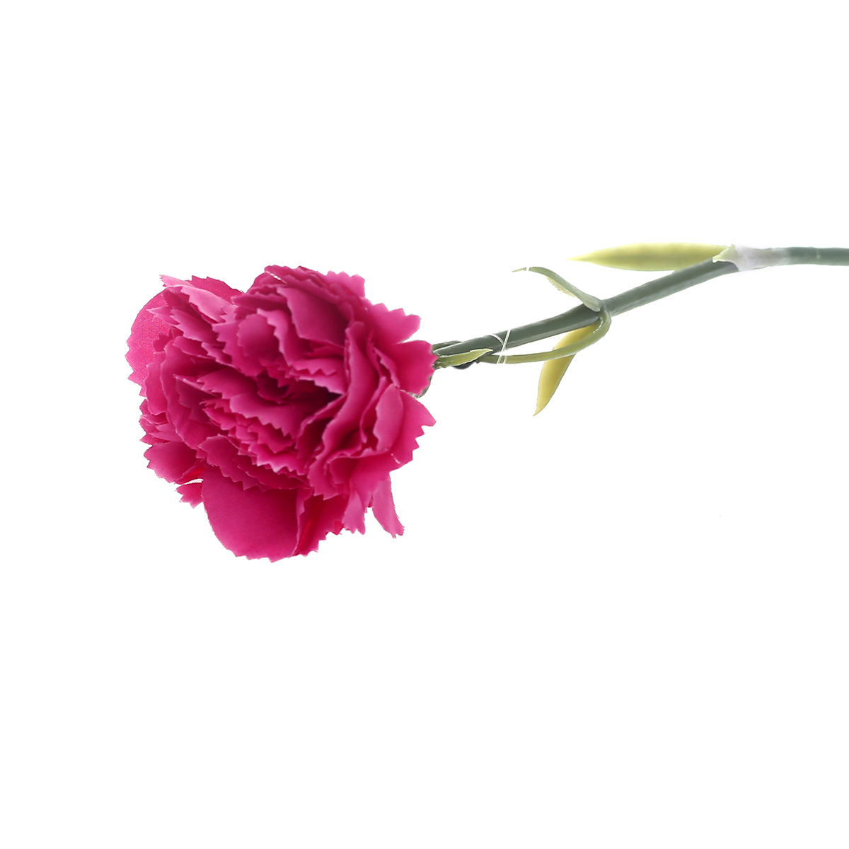 Carnation single flower.Unspecified...22174