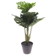 Monstera plant..WB29-13JD-GN - Habitt