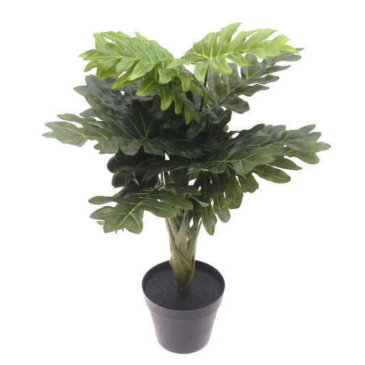 Philodendron plant..WB60-13JD-GN