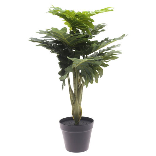 Philodendron plant..WB60-13JD-GN