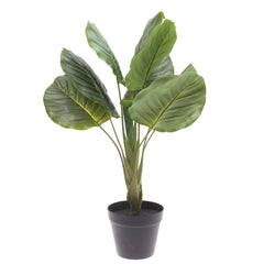 Philodendron plant..WB186-10JD-GN