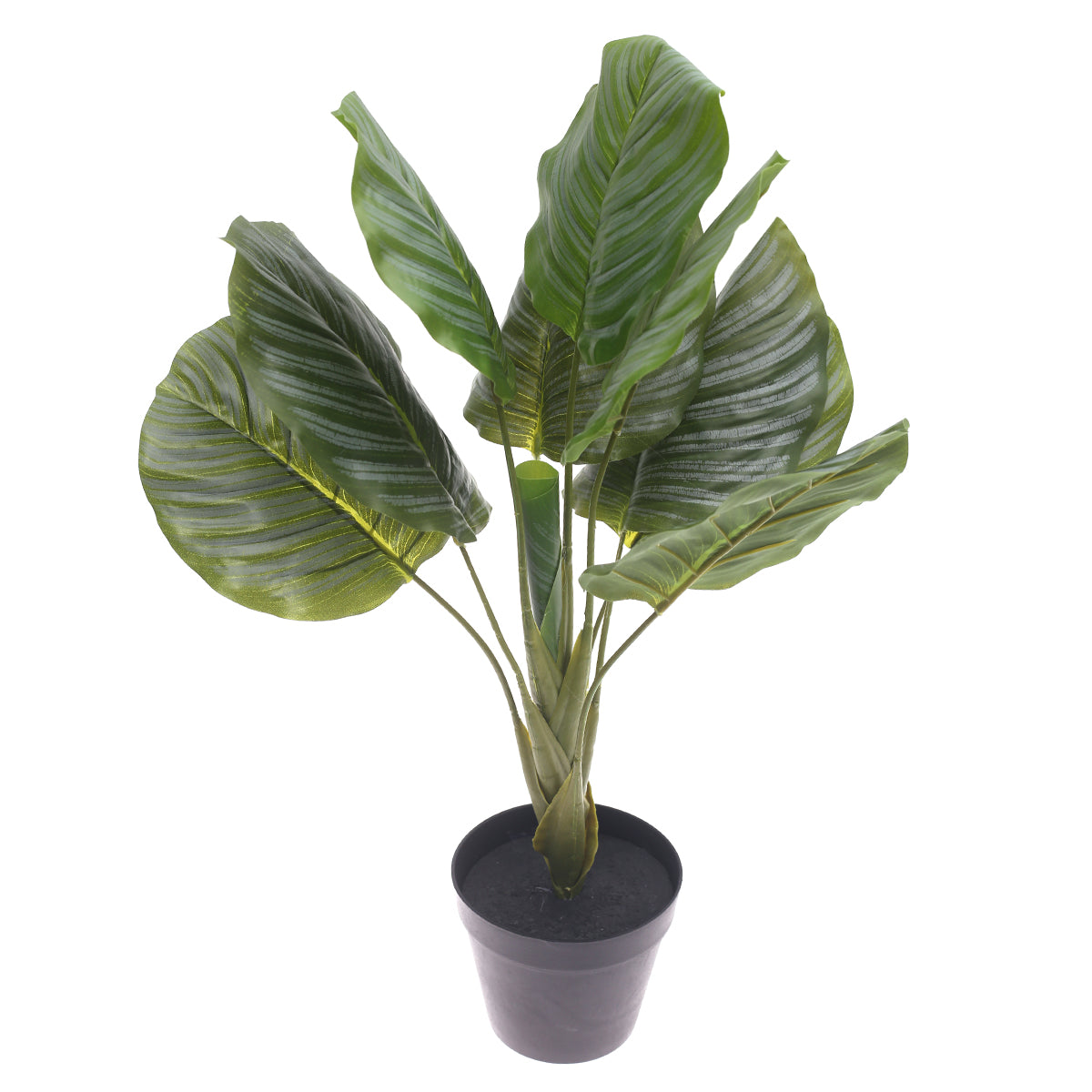 Philodendron plant..WB186-10JD-GN