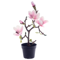 Magnolia Bonsai.Unspecified...24216