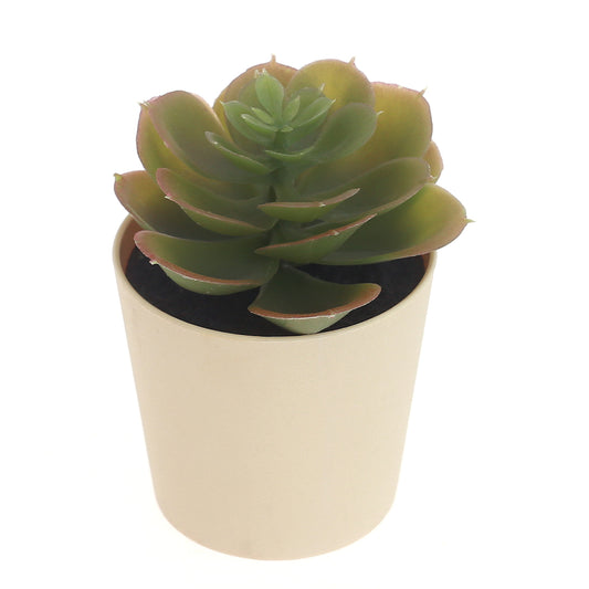 POT SUCCULENTS ASSORTED light yellow - Habitt