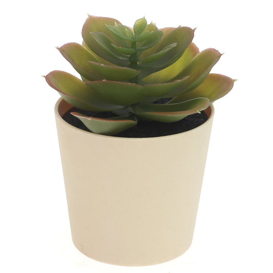 POT SUCCULENTS ASSORTED light yellow - Habitt