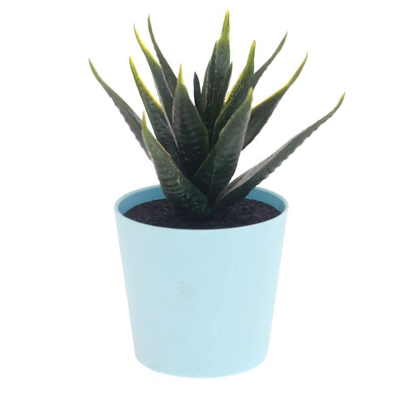 POT SUCCULENTS ASSORTED(light blue) - Habitt