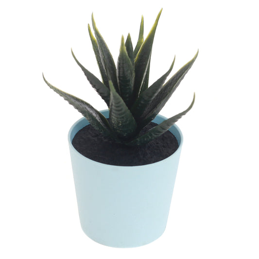 POT SUCCULENTS ASSORTED(light blue) - Habitt
