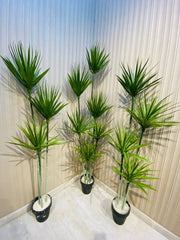 Exclusive yucca plants