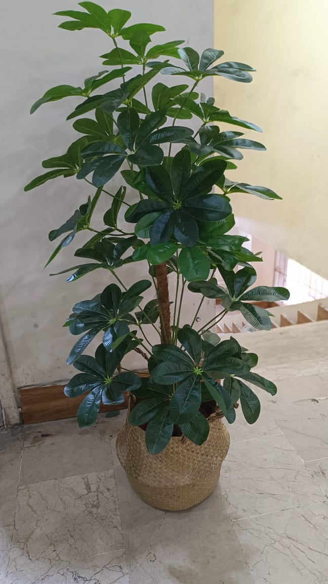Cheeko leaves plant with cane planter