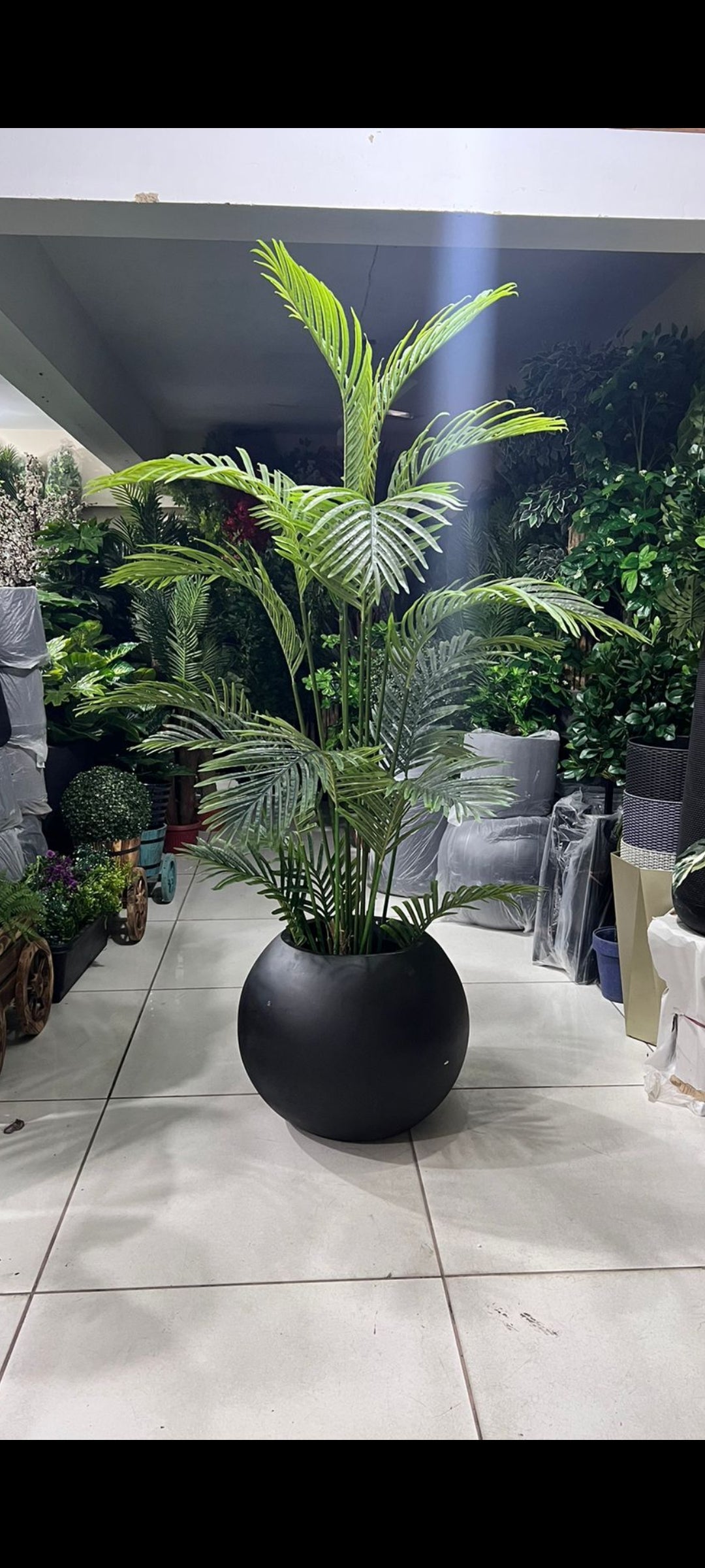 Areca Palm with sphere planter